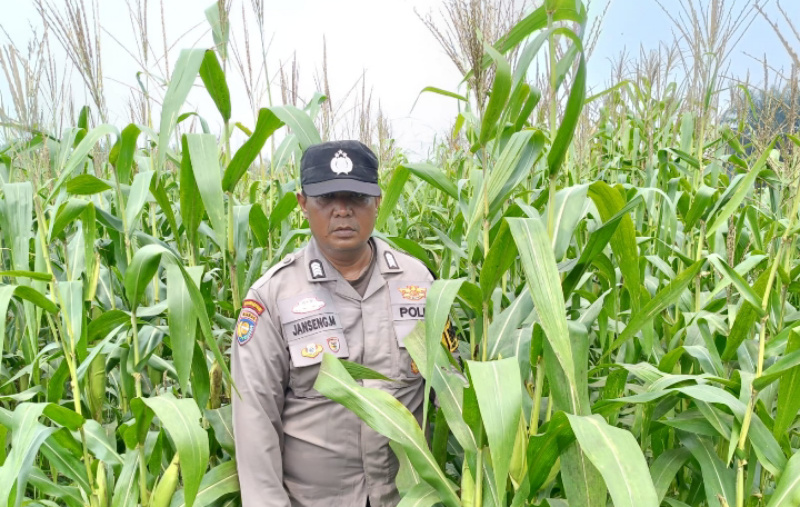 Polsek Kandis Cek Lahan Jagung, Perkuat Dukungan Polri untuk Ketahanan Pangan Nasional