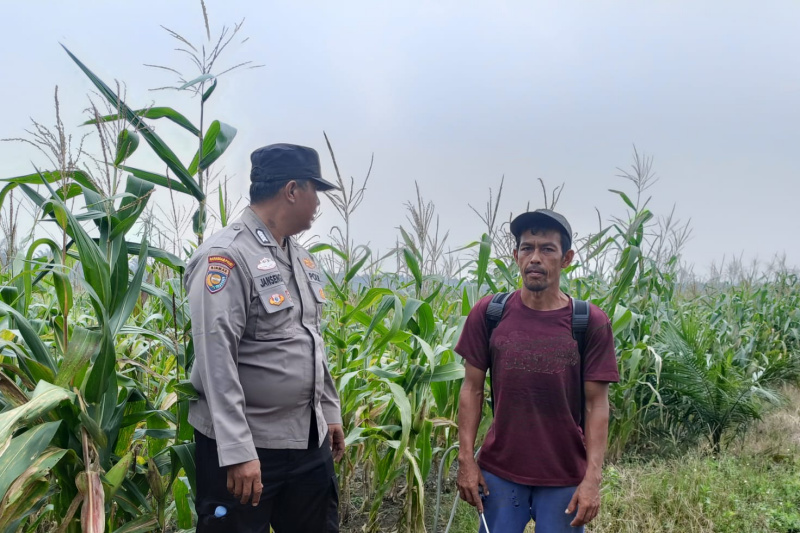 Polisi Turun ke Ladang, Polsek Kandis Kawal Jagung Jambai Makmur Menuju Swasembada Pangan